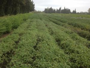 En cuisine : Les fleurs et les feuilles de la sauge orange s'utilisent en cuisine, avec les desserts, en infusion, partout o&ugrave; l'on souhaite... 