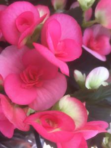 Avec ses p&eacute;tales croquants, l&eacute;g&egrave;rement acidul&eacute;s au go&ucirc;t &agrave; la fois citronn&eacute; et fruit&eacute;, le b&eacute;gonia... 