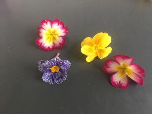 Fleur simple de diff&eacute;rentes couleurs, son go&ucirc;t est sucr&eacute; et fruit. S&rsquo;utilise en salade, et accompagnement de l&eacute;gumes.&nbsp;
 [......]