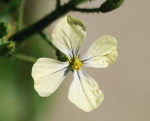 Les fleurs sont petites avec des centres sombres et avec un go&ucirc;t poivr&eacute; un peu comme les feuilles. Ils varient en couleur du blanc au jaune... 