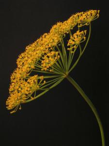 Les fleurs jaunes d&rsquo;aneth&nbsp;ont un peu le m&ecirc;me go&ucirc;t que les feuilles.
