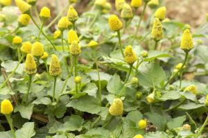 La Br&egrave;de Mafane est une plante de la famille des Ast&eacute;rac&eacute;es, utilis&eacute;e comme condiment dans la cuisine malgache. Les feuilles... 