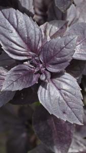 En cuisine : Son parfum assez fort est int&eacute;ressant &agrave; utiliser avec les salades, les crudit&eacute;s, les tomates, les l&eacute;gumes d'&eacute;t&eacute;... 