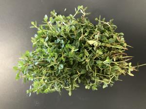 En cuisine : La saveur du serpolet est plus douce, moins &eacute;pic&eacute;e que le thym commun. Les utilisations culinaires du thym serpolet sont proche... 