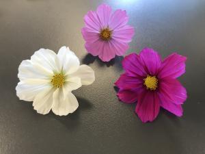 Grosse marguerite aux couleurs douces ou &eacute;clatantes. S&rsquo;utilise en d&eacute;coration, effeuill&eacute;e.
